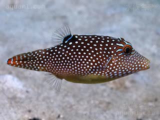 蓝点日本婆 Canthigaster solandri 细斑扁背鲀 幼鱼 