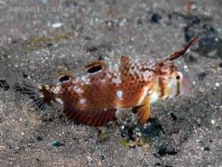 洛神剃头龙 Iniistius dea 洛神项鳍鱼 幼鱼 