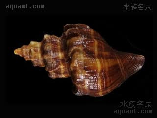 风车螺 Neptunea cumingii 香螺[暂]  