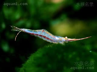 印度红鼻虾 Caridina gracilirostris 细额米虾[暂] 雄虾 额剑更长，腹部有红色色带