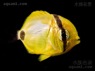 蓝斑蝶 Chaetodon plebeius 四棘蝴蝶鱼 仔稚鱼 