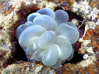 Plerogyra sinuosa Plerogyra sinuosa var.white  (白气泡珊瑚)