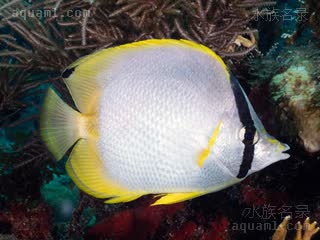 Chaetodon ocellatus 鳍斑蝴蝶鱼