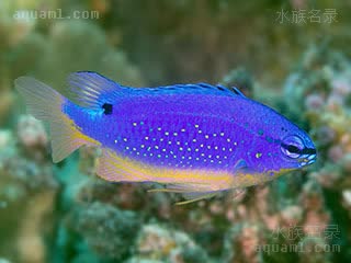 斐济蓝魔 Chrysiptera taupou 陶波金翅雀鲷 雄鱼 背鳍为蓝色且向后透明，尾鳍呈尖状