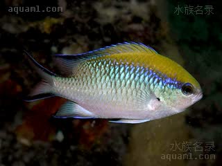大堡礁魔 Chromis nitida 闪烁光鳃鱼  夜间体色