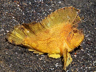 Taenianotus triacanthus Taenianotus triacanthus var.yellow  (黄济公)