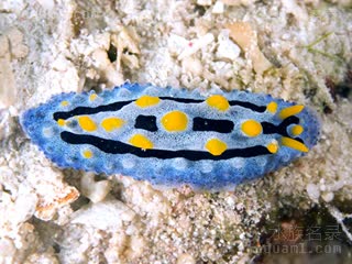  Phyllidia coelestis 腔纹叶海牛[暂]  背部
