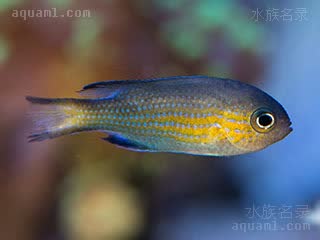 东非光鳃鱼 Chromis nigrura 黑尾光鳃鱼 幼鱼 