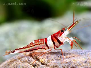 可乐虾 Caridina woltereckae 沃特芮珂氏米虾[暂] 成虾 