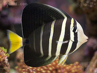 大帆吊 Zebrasoma velifer 横带高鳍刺尾鱼 成鱼 背鳍、臀鳍和身上条带明显发黑，尾呈黄色，脸部遍布斑点
