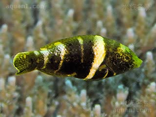 熊猫龙 Hemigymnus melapterus 黑鳍厚唇鱼 幼鱼(1) 橄榄色与浅棕色的混合迷彩色，身上有一明显的白色横带