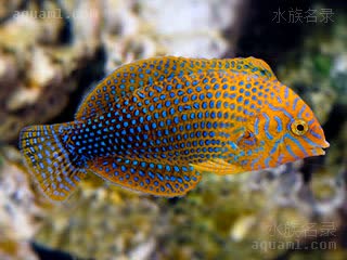 Macropharyngodon geoffroy 杰弗罗大咽齿鱼