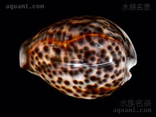 Cypraea tigris 虎斑宝贝