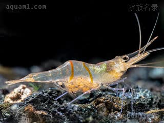 苏拉威西太阳虾 Caridina profundicola 深居米虾[暂] 雌虾 抱卵状态