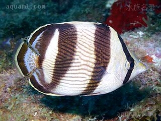 条带蝴蝶鱼 - 四间蝶 Chaetodon striatus