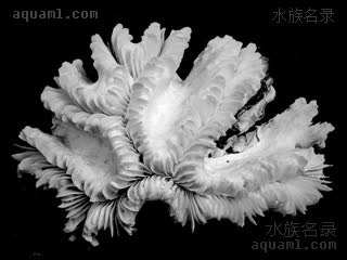  Plerogyra sinuosa 泡囊珊瑚  标本-小型