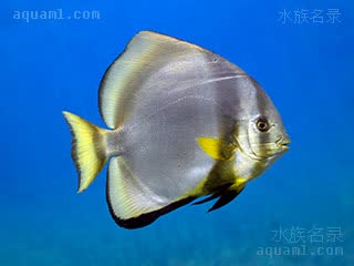 圆燕鱼 - 树叶蝙蝠(成体) Platax orbicularis(A)