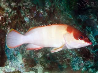 玫瑰斑 Epinephelus fasciatus 横条石斑鱼 成鱼(2) 体色多变