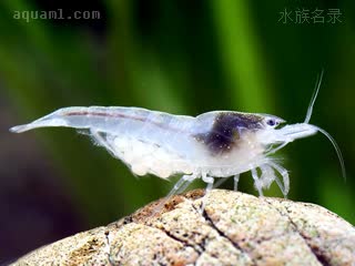 Neocaridina palmata Neocaridina palmata cv.'white pearl'  (白珍珠虾)