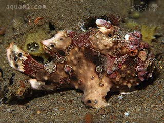 Antennarius maculatus Antennarius maculatus var.brown  (棕皇冠五脚虎)