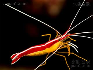 尾纹鞭腕虾 - 大西洋医生虾 Lysmata grabhami