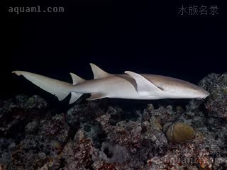 锈色护士鲨 Nebrius ferrugineus 长尾光鳞鲨  侧面