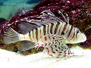 环纹蓑鲉 - 龙须狮子鱼 Pterois lunulata