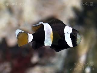  Amphiprion latezonatus 宽带双锯鱼 幼鱼 