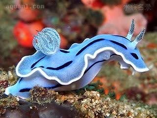 威廉海牛 Chromodoris willani 威廉多彩海牛[暂]  侧面