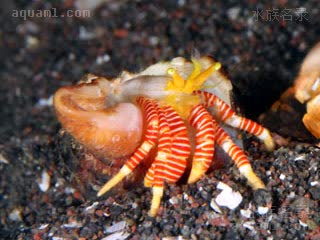 橙节红斑寄居蟹 Ciliopagurus krempfi 克氏纤毛寄居蟹 幼蟹 