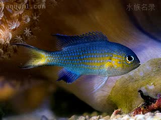 东非光鳃鱼 Chromis nigrura 黑尾光鳃鱼  夜间体色