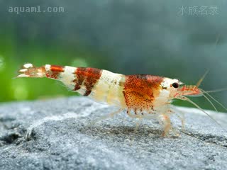 彩虹蜜蜂虾 Caridina logemanni 洛氏米虾[暂]  其体色会随环境而改变，棕色亦是其常见体色