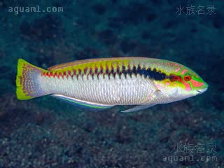  Halichoeres scapularis 侧带海猪鱼 雄鱼 