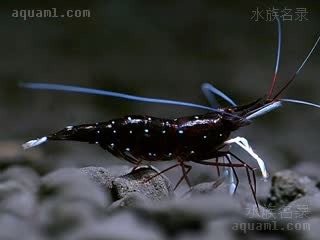 白袜虾 Caridina dennerli 丹纳氏米虾[暂]  斑点带有蓝色的个体