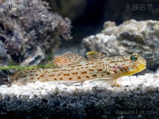 Istigobius Istigobius ornatus