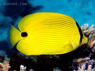 Chaetodon andamanensis 安达曼岛蝴蝶鱼