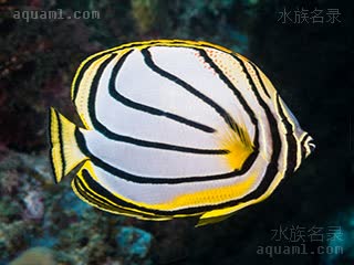 黑风车蝶 Chaetodon meyeri 麦氏蝴蝶鱼 成鱼 