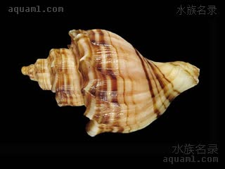 Gastropoda Neptunea cumingii