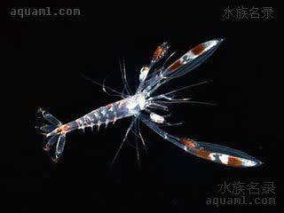 美人虾 Stenopus hispidus 多刺猬虾 浮游期 