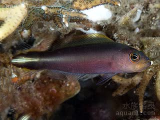 双带草莓 Pseudochromis bitaeniatus 双带拟雀鲷  应激色