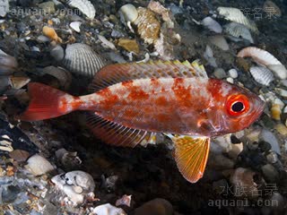  Priacanthus macracanthus 短尾大眼鲷  