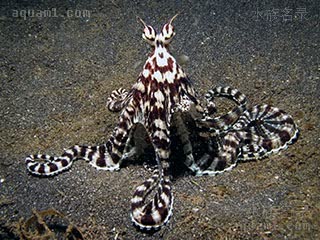 拟态章鱼 Thaumoctopus mimicus 魔术蛸[暂]  常见的“站立”形态