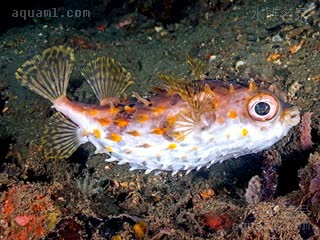 Diodontidae Cyclichthys orbicularis