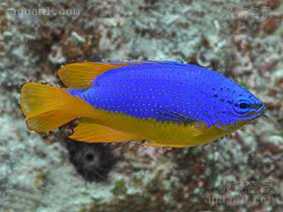 斐济蓝魔 Chrysiptera taupou 陶波金翅雀鲷 雌鱼 背鳍大部分为黄色，且向后透明，尾鳍相较雄性略圆一些