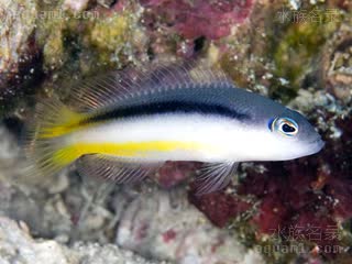  Pseudochromis ammeri 安氏拟雀鲷 亚成 