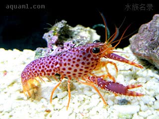 紫礁螯虾 Enoplometopus debelius 德氏礁螯虾 幼虾 