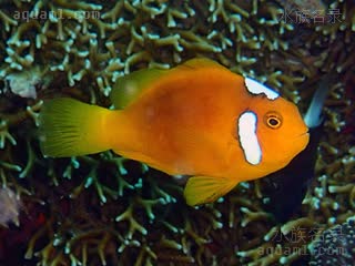 白帽小丑 Amphiprion leucokranos 白罩双锯鱼  巴厘岛采集到的个体