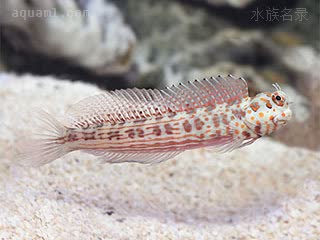 Blenniella Blenniella chrysospilos