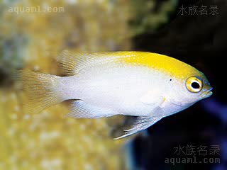 粉魔 Chrysiptera chrysocephala 黄头金翅雀鲷 幼鱼 色彩明亮，头部黄色明显