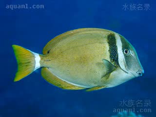 白颊吊 Acanthurus leucopareius 白颊刺尾鱼 成鱼 